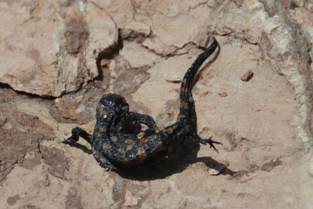 Salamandra longirostris
