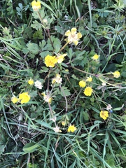 Ranunculus