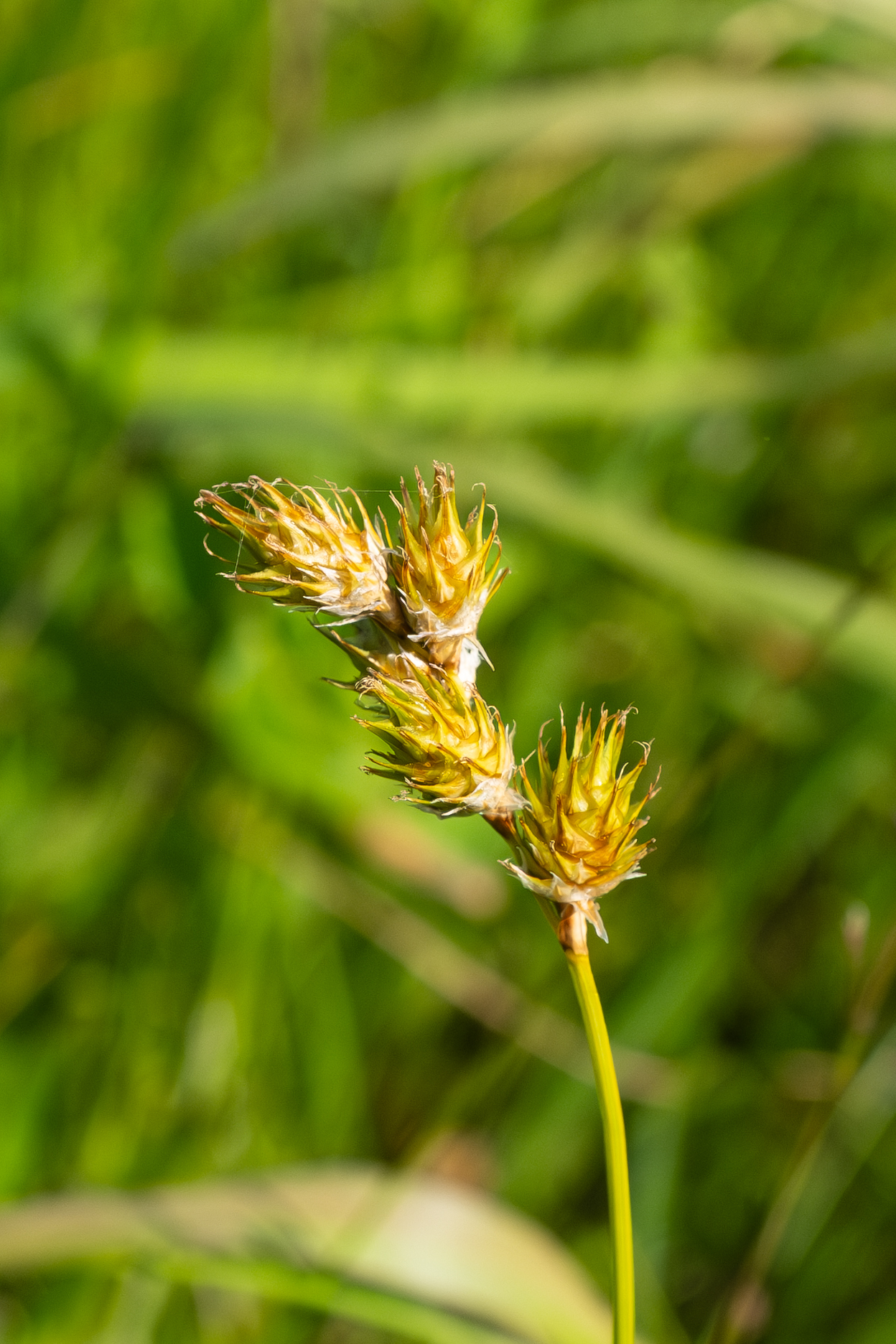 Carex missouriensis