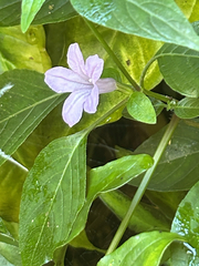 Ruellia prostrata, photograph (c) Dave Shenton, some rights reserved (CC BY)