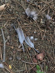 Streptopelia decaocto