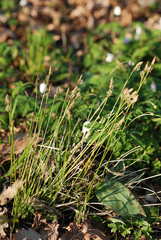 Carex umbrosa
