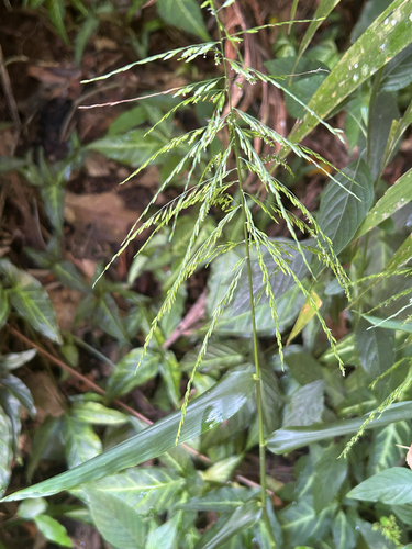 Centotheca lappacea, photograph 2