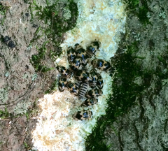 Ischyrus quadripunctatus