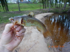 Ameiurus platycephalus