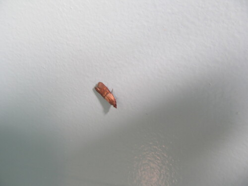 Indian meal moth