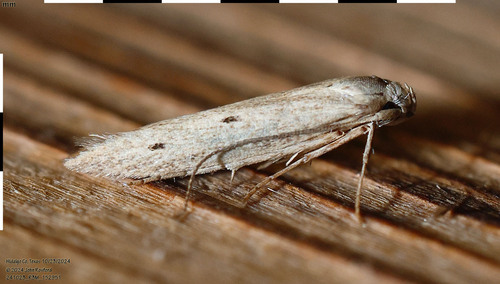 Haplochrois bipunctella photo 4
