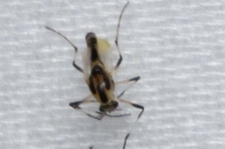 Cricotopus sylvestris photo 3