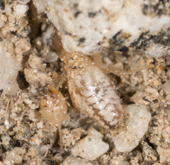 Termitinae