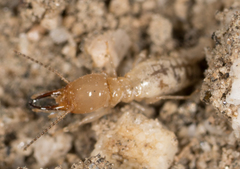 Termitinae
