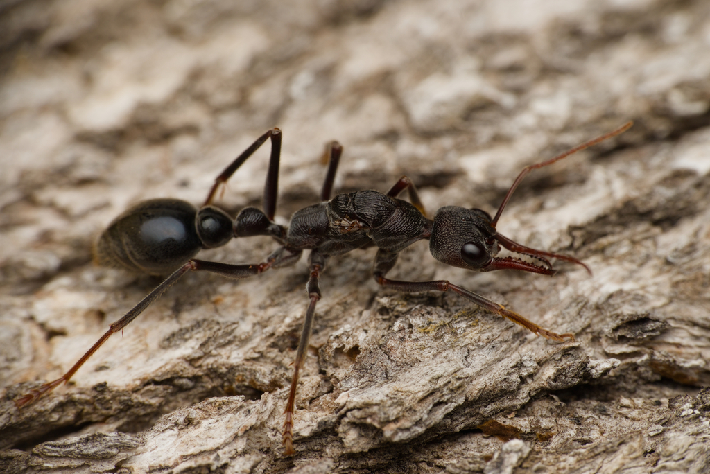 Inch Ant in April 2026 by Gelkiu · iNaturalist