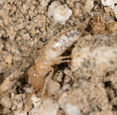 Termitinae