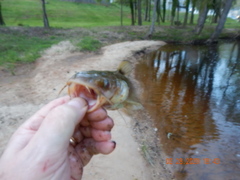 Ameiurus platycephalus