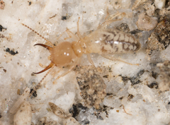 Termitinae