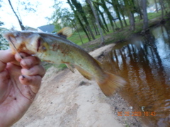 Ameiurus platycephalus