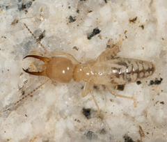 Termitinae