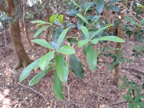 Litsea hypophaea, photograph 5
