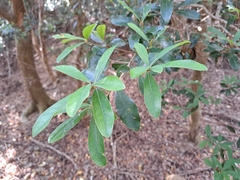 Litsea hypophaea, photograph (c) vrxz, some rights reserved (CC BY-SA)