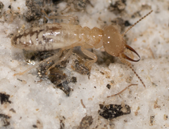 Termitinae