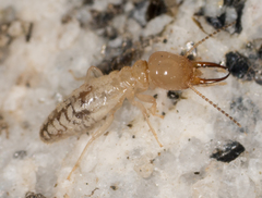 Termitinae