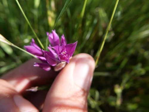 Allium crispum
