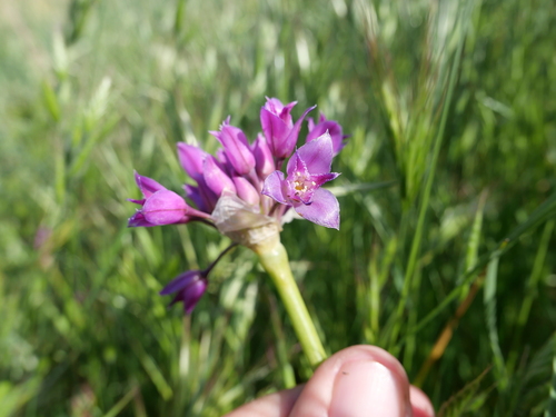 Allium crispum, photograph 1