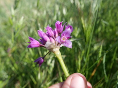 Allium crispum, photograph (c) paulexcoff, some rights reserved (CC BY-SA)