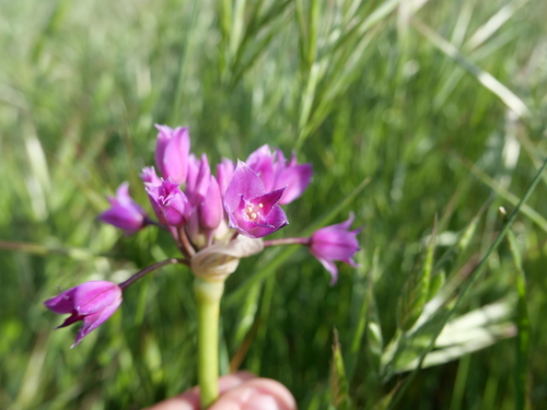 Allium crispum, photograph 2