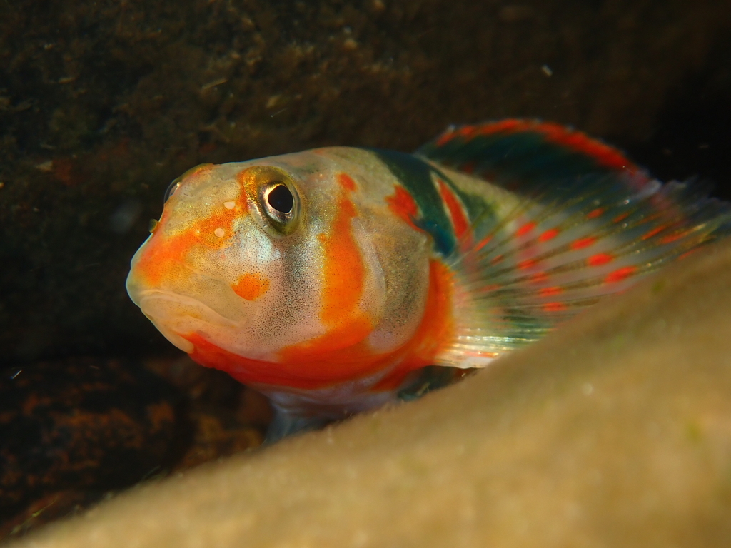 Candy darter (Etheostoma osburni) — Percidae