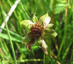 Argentina subarctica