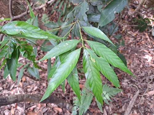 Lithocarpus amygdalifolius, photograph 2