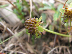 Argentina subarctica