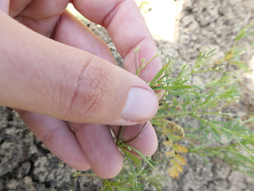 Apiastrum angustifolium, photograph 6