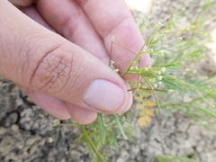 Apiastrum angustifolium, photograph (c) paulexcoff, some rights reserved (CC BY-SA)