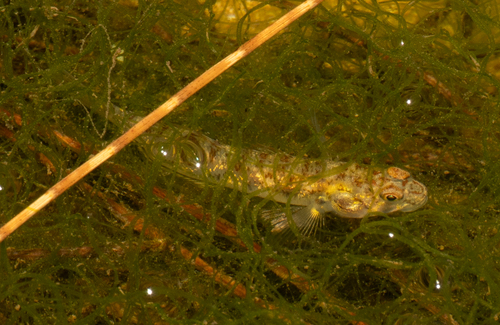 Stenogobius, 2026-05-04