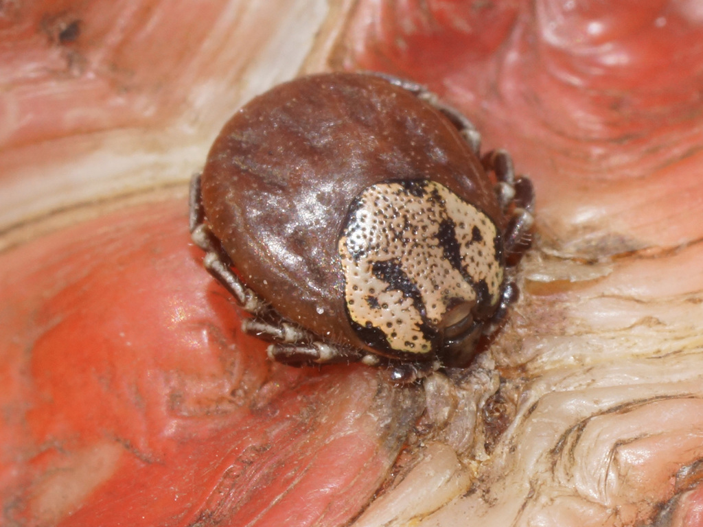 Amblyomma sylvaticum