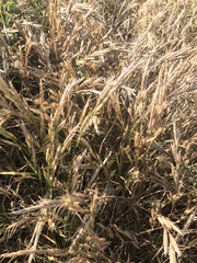 Bromus lanceolatus