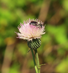 Lithurgopsis gibbosa