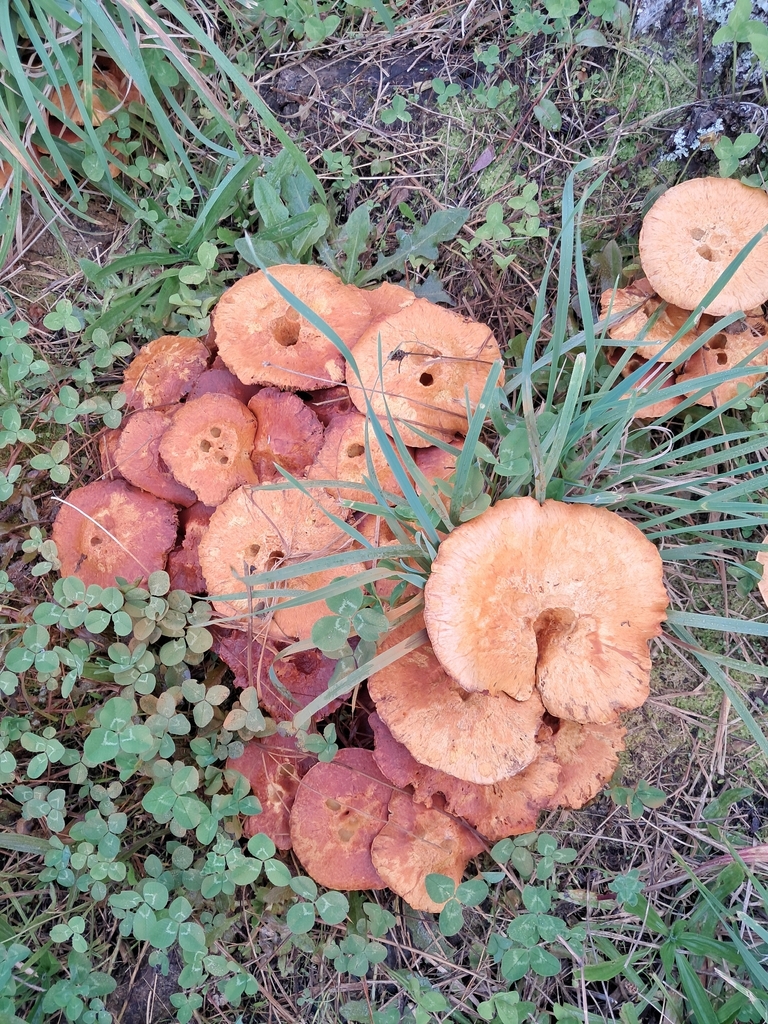 Gymnopilus junonius · May 2026 · photo: © plutoishere (iNaturalist, cc0)