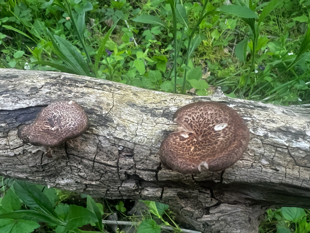 Lentinus arcularius · May 2026 · photo: © david419 (iNaturalist, cc-by)