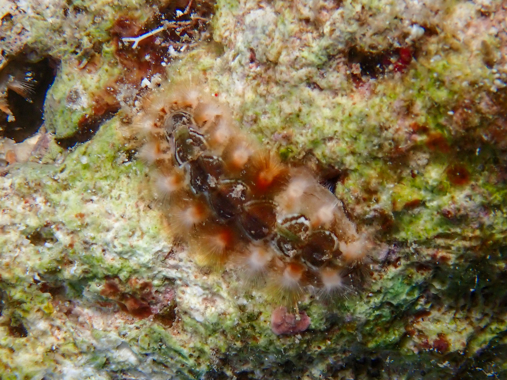 Acanthochitona lineata