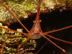 Stenorhynchus seticornis