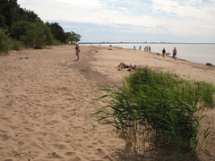 Phragmites australis