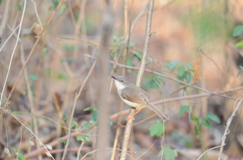 Gray-breasted Prinia