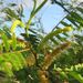 Acacia flava