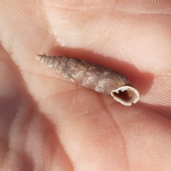 Alinda biplicata