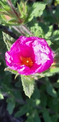 Cistus crispus