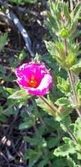 Cistus crispus