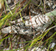 Cibolacris parviceps