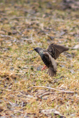 Sturnus vulgaris